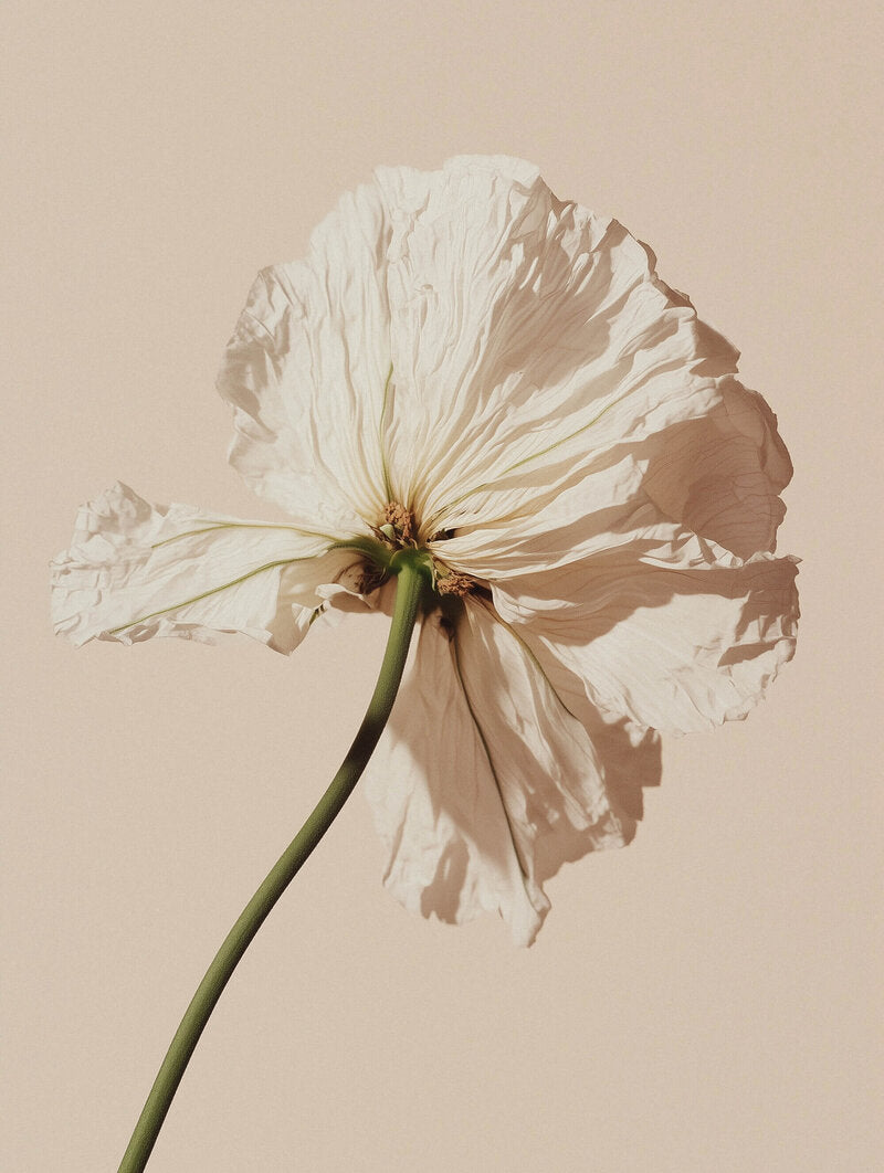 white_flower.jpg